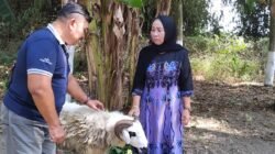 Sedekah Bumi di Kelurahan Banjarejo, Panitia Sembelih Kambing
