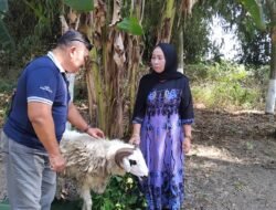 Sedekah Bumi di Kelurahan Banjarejo, Panitia Sembelih Kambing