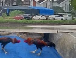 Sabung Ayam dan Dadu Bebas! APH Terkesan Mengabaikan Laporan Warga