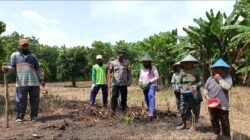 Bhabinkamtibmas Bripka Ahmad Suwito Dampingi Petani LMDH Kwangen Makmur Tanam Jagung