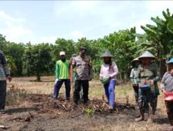 Bhabinkamtibmas Bripka Ahmad Suwito Dampingi Petani LMDH Kwangen Makmur Tanam Jagung