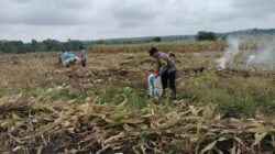 Aipda Imam Budi Susianto Sukseskan Panen dan Percepat Tanam Jagung di Bubulan