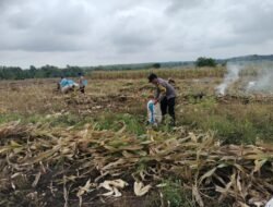 Aipda Imam Budi Susianto Sukseskan Panen dan Percepat Tanam Jagung di Bubulan