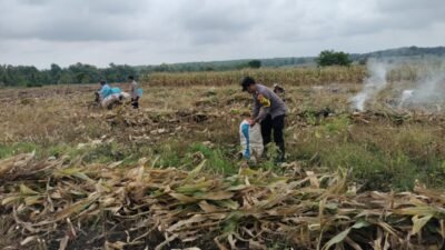 Aipda Imam Budi Susianto Sukseskan Panen dan Percepat Tanam Jagung di Bubulan