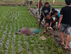 Ibu dan Anak Tewas Tersengat Jebakan Listrik Tikus di Sawah Kasiman Bojonegoro